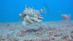 Holy Cowfish by Raffy Francisco 